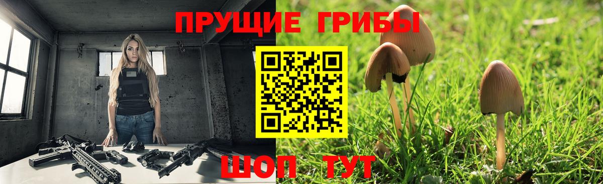 Псилоцибиновые грибы Psilocybe Великий Устюг